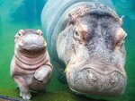 SMARTBOX - Coffret Cadeau Séjour en famille au ZooParc de Beauval 2026: entrées 2 adulte et 1 enfant (2 journées) et 1 nuit à proximité -  Multi-thèmes