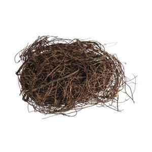 Branches décoratives Muehlenbeckie