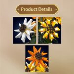Mould King 24111 - Tournesols II