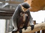 SMARTBOX - Coffret Cadeau ZooParc de Beauval 2027 : entrées 2 adulte et 1 enfant (1 journée) -  Multi-thèmes