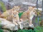SMARTBOX - Coffret Cadeau Séjour au ZooParc de Beauval 2026: entrées 2 adulte et 1 nuit à proximité -  Multi-thèmes