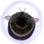 Monnaie BUMBLEBEE 2 Oz Argent 2 Guards Truth Guard 2026 (PRÉCOMMANDE)