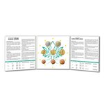 Série Brillant Universel 2026 8 coupures françaises en qualité BU