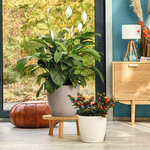 LECHUZA Jardinière Classico Color 28 ALL-IN-ONE Blanc brillant 13190