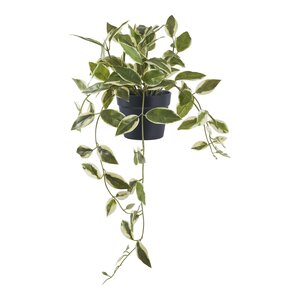 Plante artificielle Hoya Carnosa fleur de porcelaine verte 33 cm