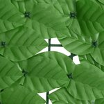 vidaXL Écran de balcon avec feuilles vert 200x75 cm
