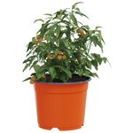 vidaXL Pot à fleurs 200 Pièces Céramique Ø 15 x 12 5 cm Plastique