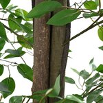 vidaXL Plante artificielle ficus 2016 feuilles 300 cm vert