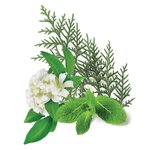 Parfum pour savon 27 ml Réveil Tonic