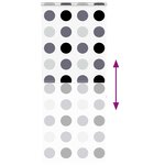 vidaXL Store enrouleur de douche avec cassette largeur du tissu 106 cm