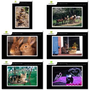 Lot de 6 cartes postales - animaux 2 - photos frédéric engel