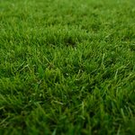 vidaXL Gazon artificiel Vert 1 x 8 m / 50 mm PP & PE