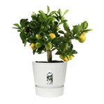 ELHO Pot de fleurs rond Greenville 30 - Extérieur - Ø 29,5 x H 27,8 cm - Blanc