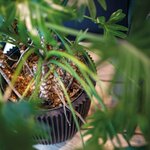 Capi Vase élégant Groove 46x58 cm Noir