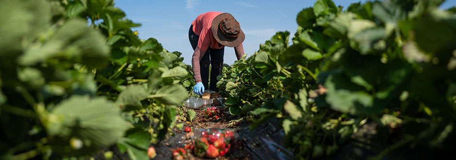Travailleur saisonnier cueillant des fraises durant une mission temporaire