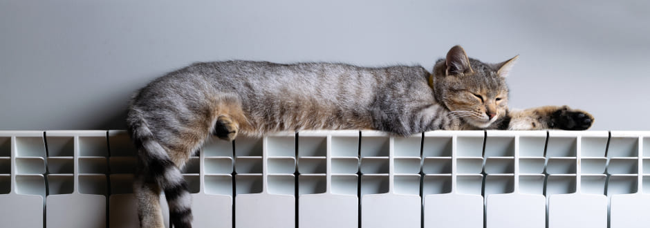 chat sur un radiateur électrique