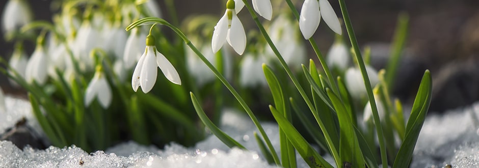 Peut-on planter des bulbes en janvier ?