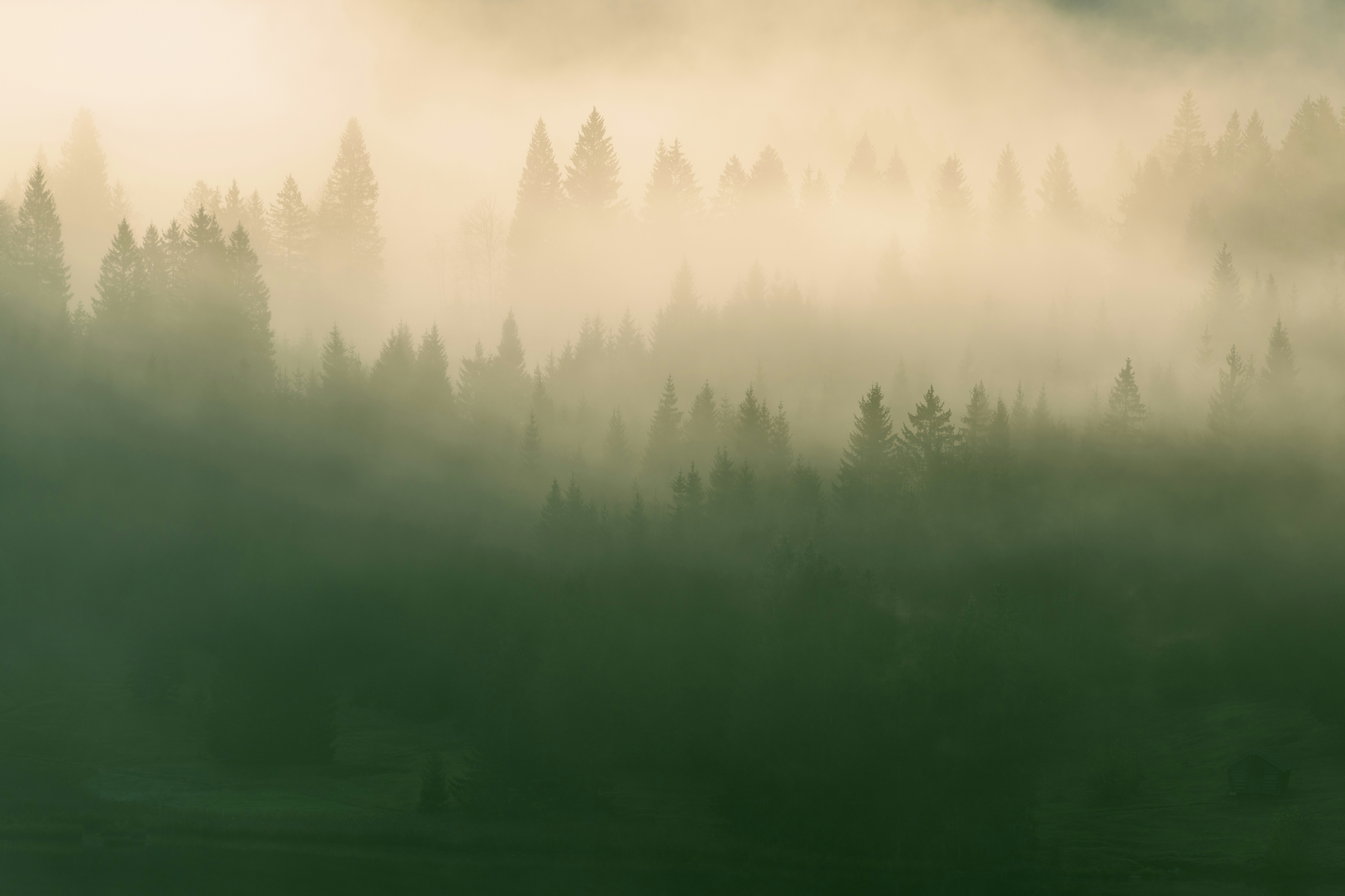 Photo d'illustration d'une forêt embrumée