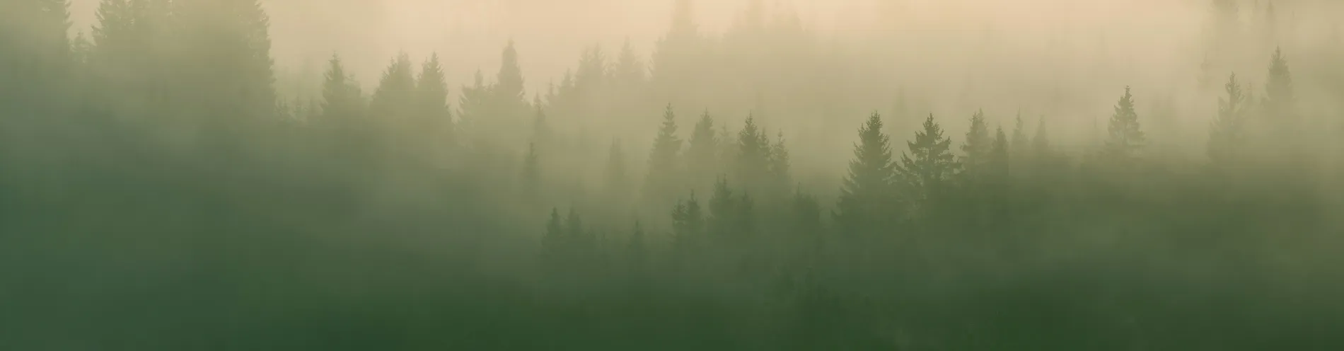 Photo d'illustration d'une forêt embrumée
